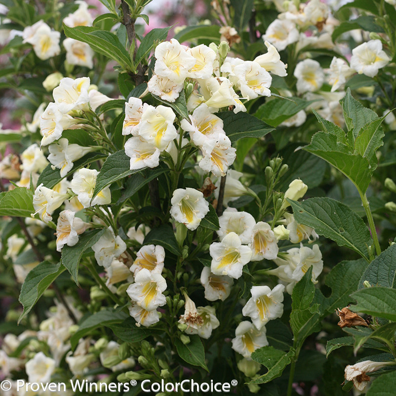 Czechmark Sunny Side Up Weigela | Plant Addicts