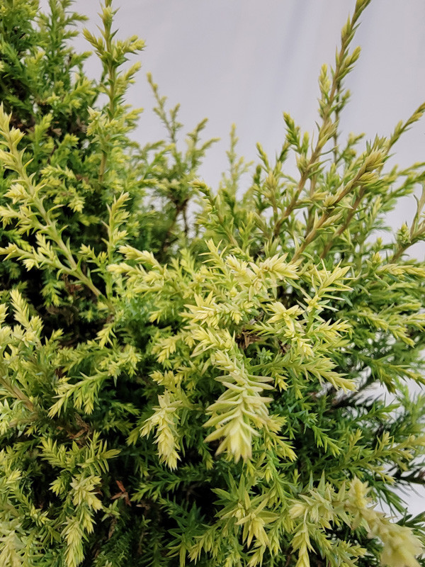 Cream Ball Japanese False Cypress Plant Addicts