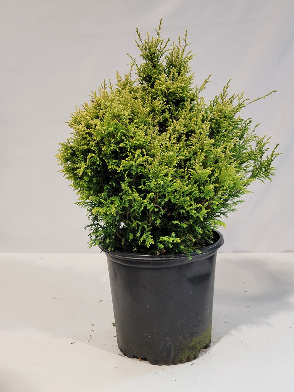 Cream Ball Japanese False Cypress Plant Addicts