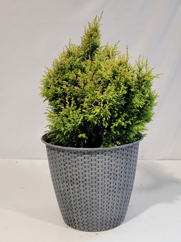 Cream Ball Japanese False Cypress Plant Addicts
