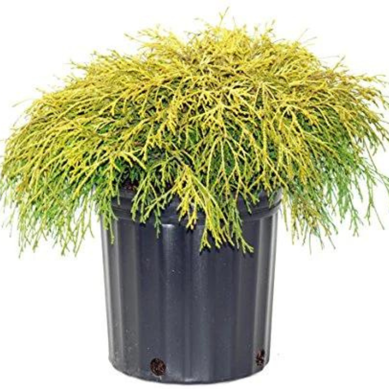 Plant Addicts Gold Thread Cypress - Thumbnail 5