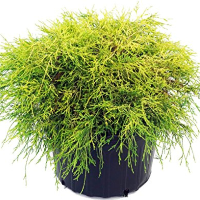 Plant Addicts Gold Thread Cypress - Thumbnail 3