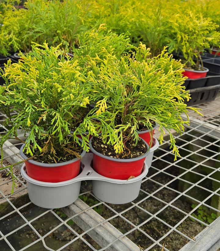 Plant Addicts Gold Thread Cypress