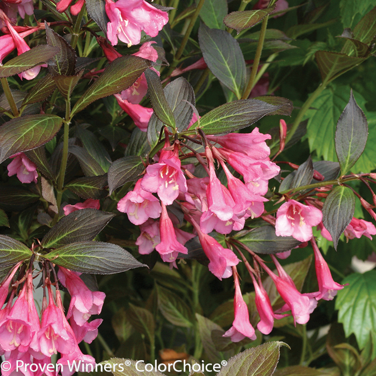 Fine Wine Weigela Plant Addicts