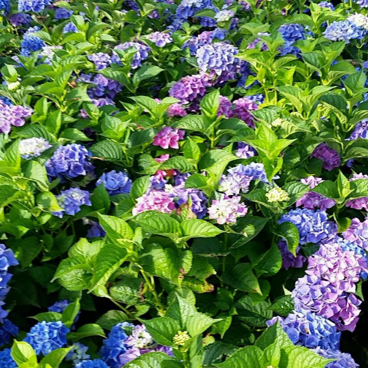 Image of Blue sunset hydrangea cluster with bees