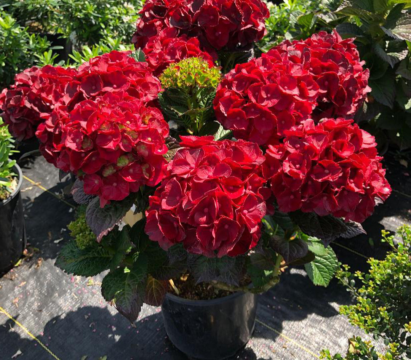 Cherry-Go-Round Hydrangea - Thumbnail 2