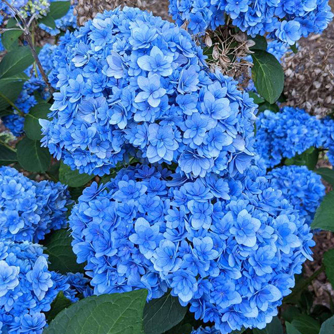 Dried Two-toned Blue Hydrangea Flower, Flower Moxie