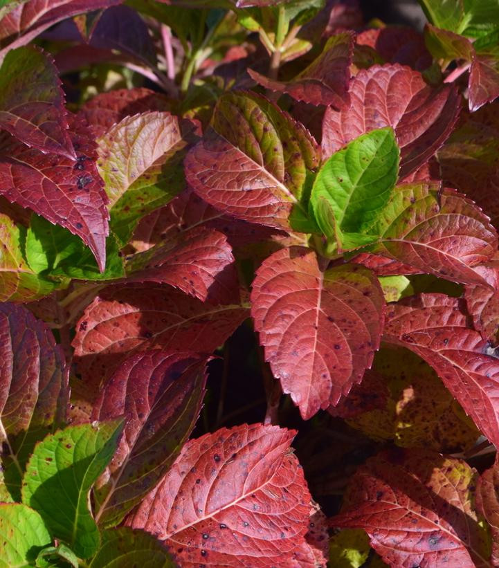 Plants that Work Froggie Hydrangea - Thumbnail 2