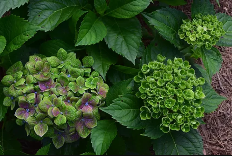 Plants that Work Froggie Hydrangea - Thumbnail 3