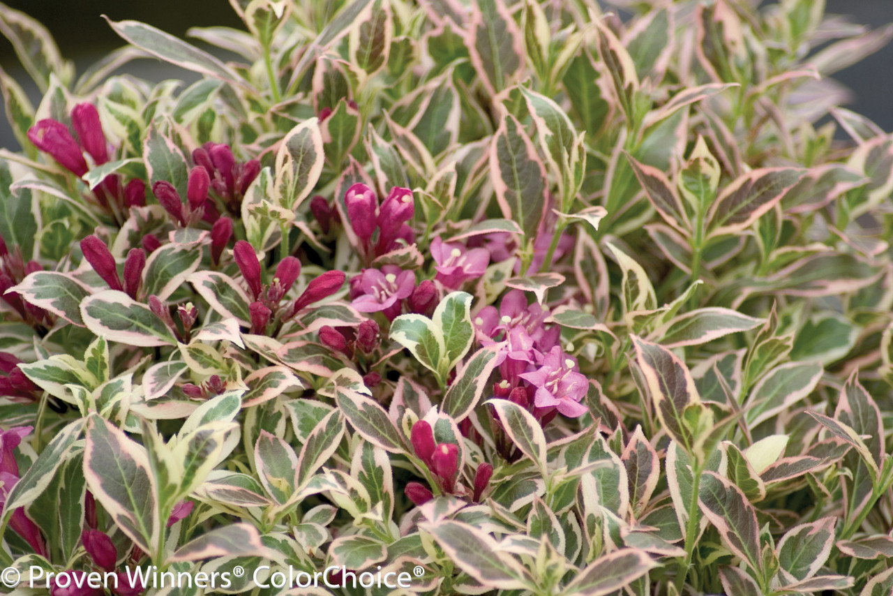 My Weigela Plant Addicts