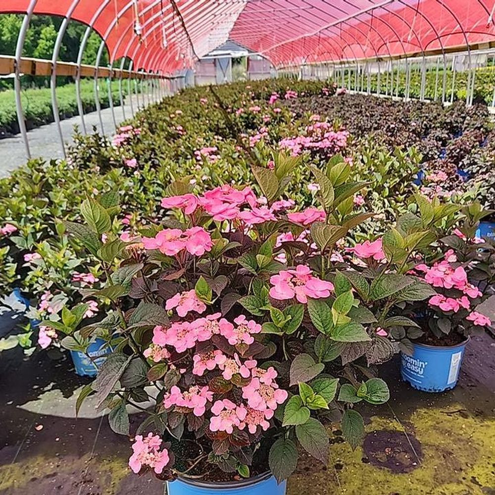 Pink Dynamo™ Mountain Hydrangea | Plant Addicts