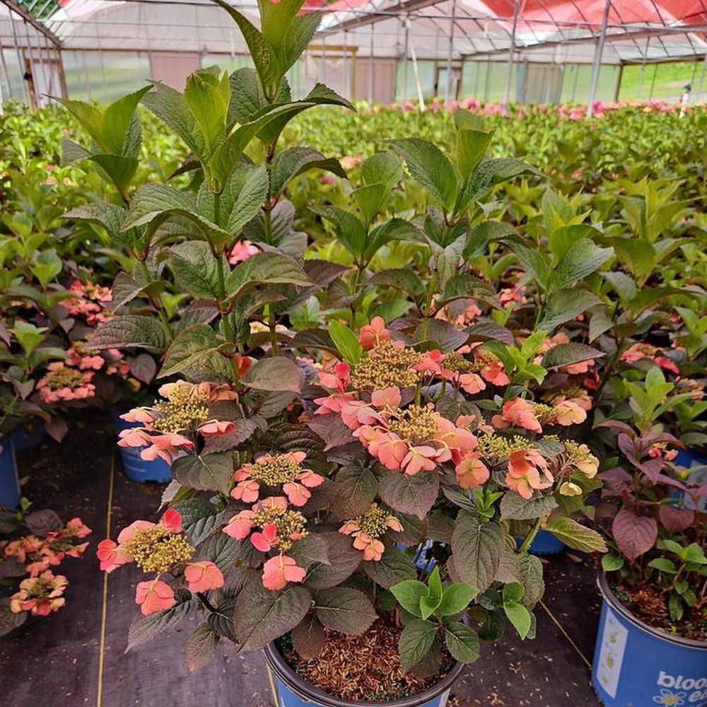 Pink Dynamo™ Mountain Hydrangea | Plant Addicts