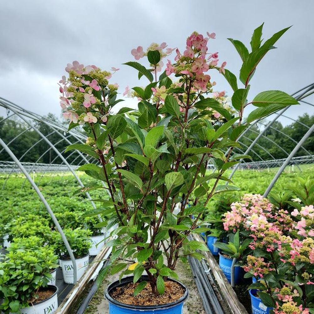 Torch Hardy Hydrangea | Plant Addicts