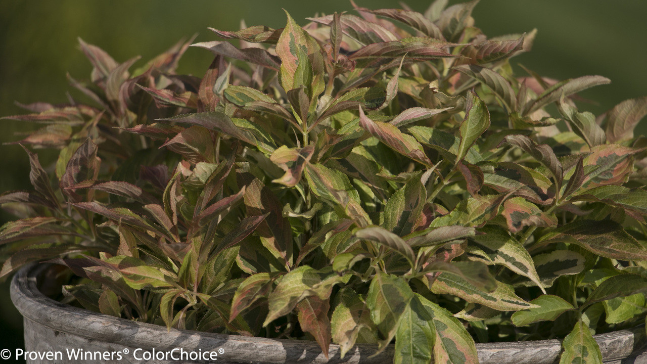 My Sunset Weigela Plant Addicts