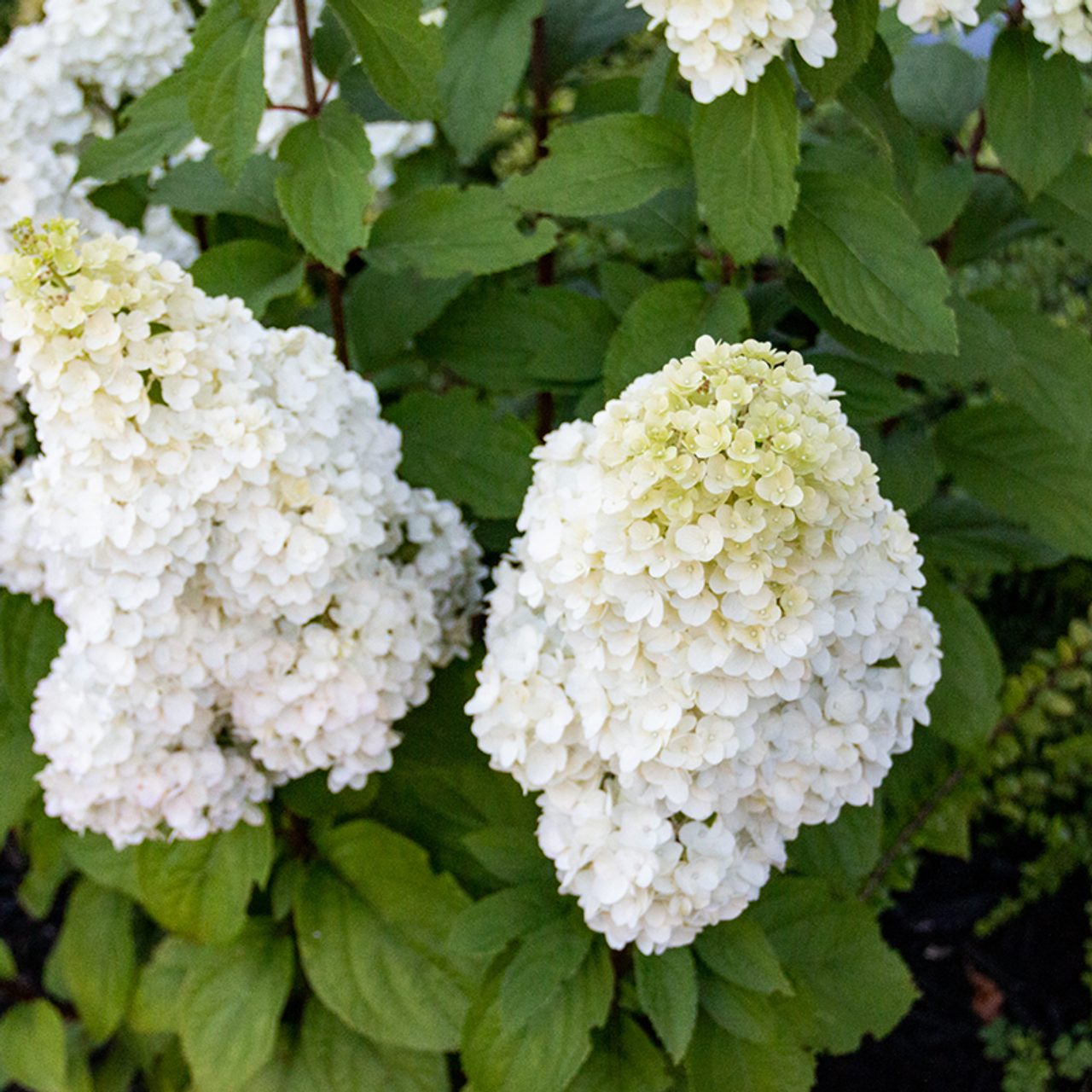 Image of Hydrangea Moonrock flower close-up