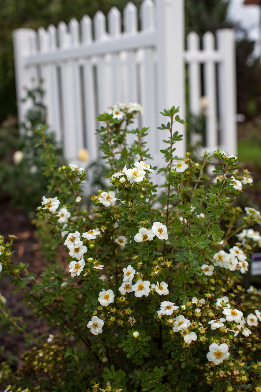 Creme Brulee™ Potentilla