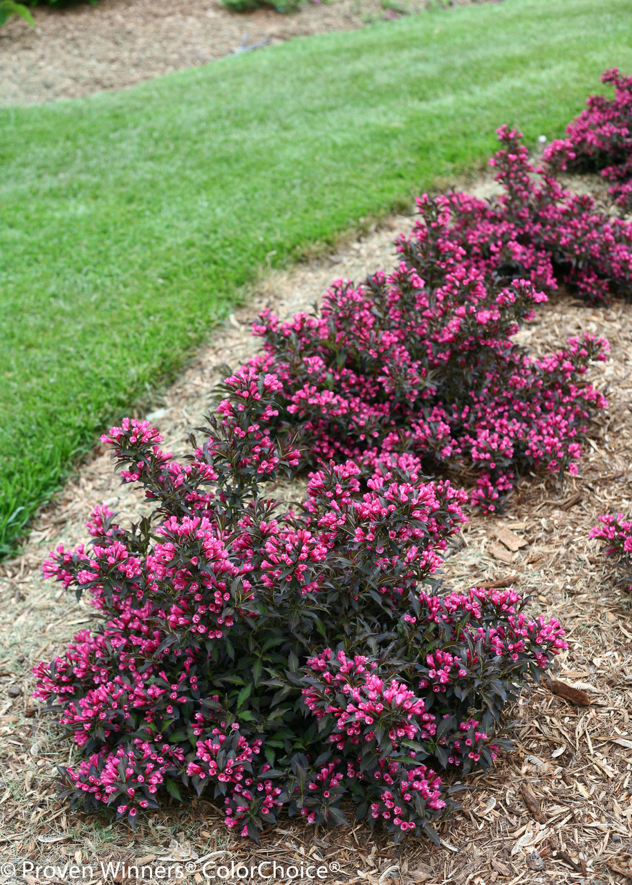 Spilled Wine Weigela Plant Addicts