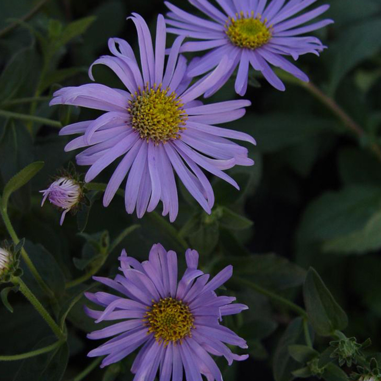 Woods_Blue_Aster_Flowers_and_Leaves__146