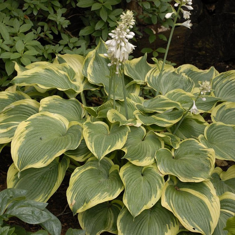 Plants that Work Earth Angel Hosta