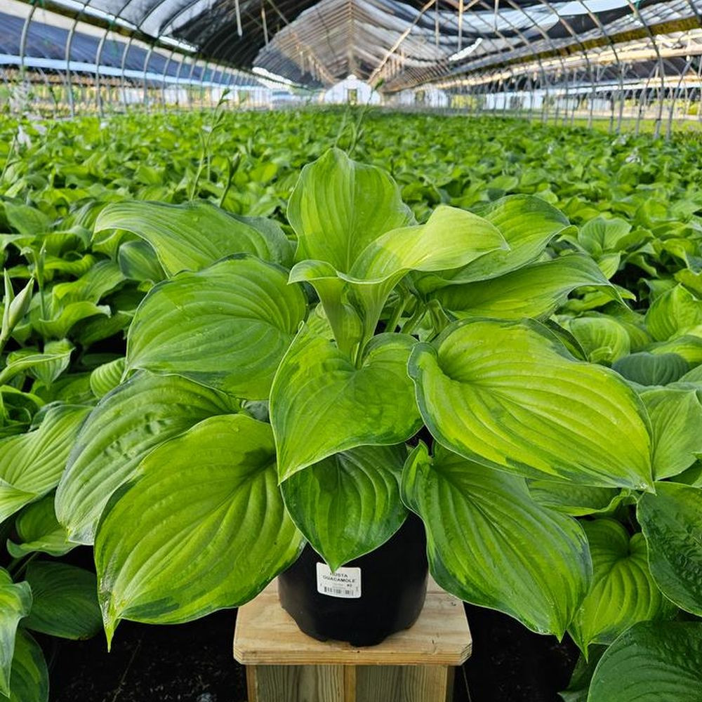 hosta guacamole plant Hosta Guacamole | Two Live Plants