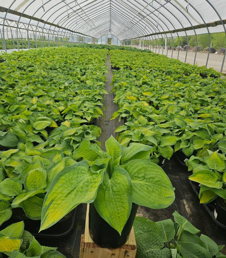 Paul's Glory Hosta | Plant Addicts