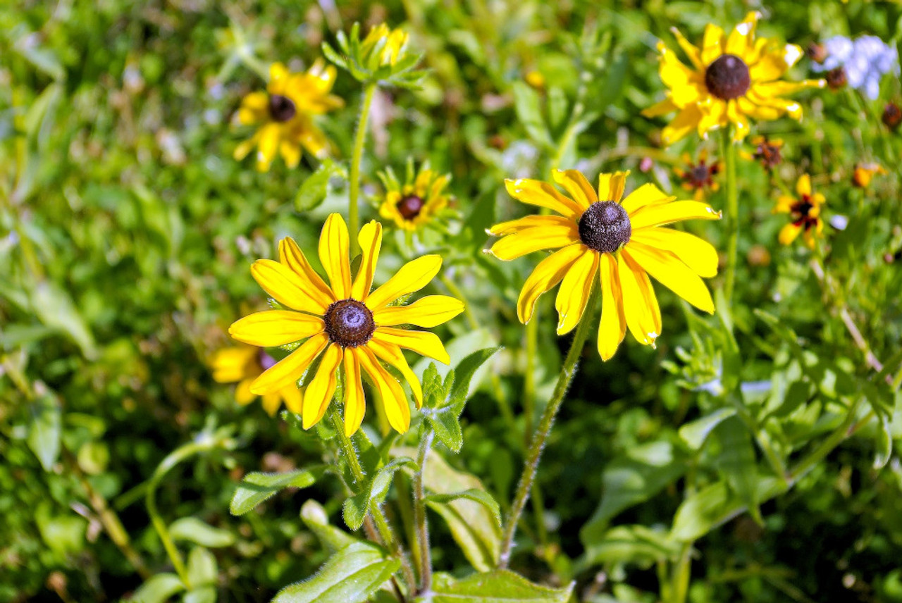 black eyed susan plant