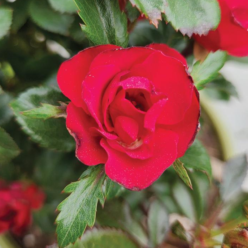 Petite Knock Out® Miniature Rose | Plant Addicts