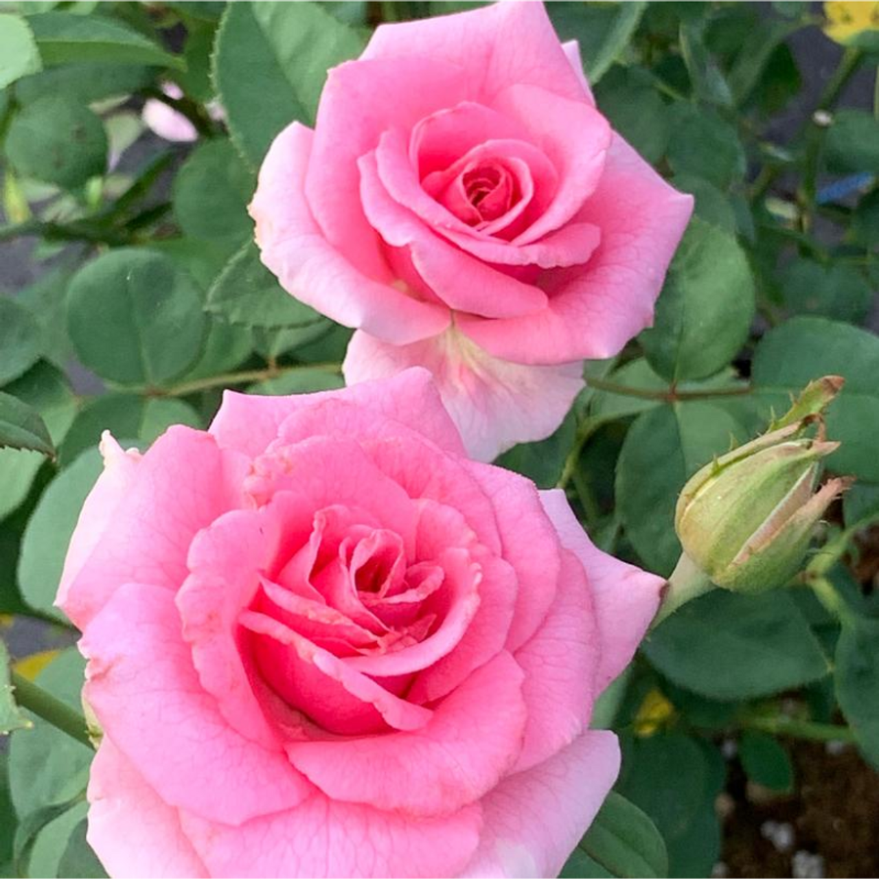 Fuchsia Rose Petals - Pink Princess