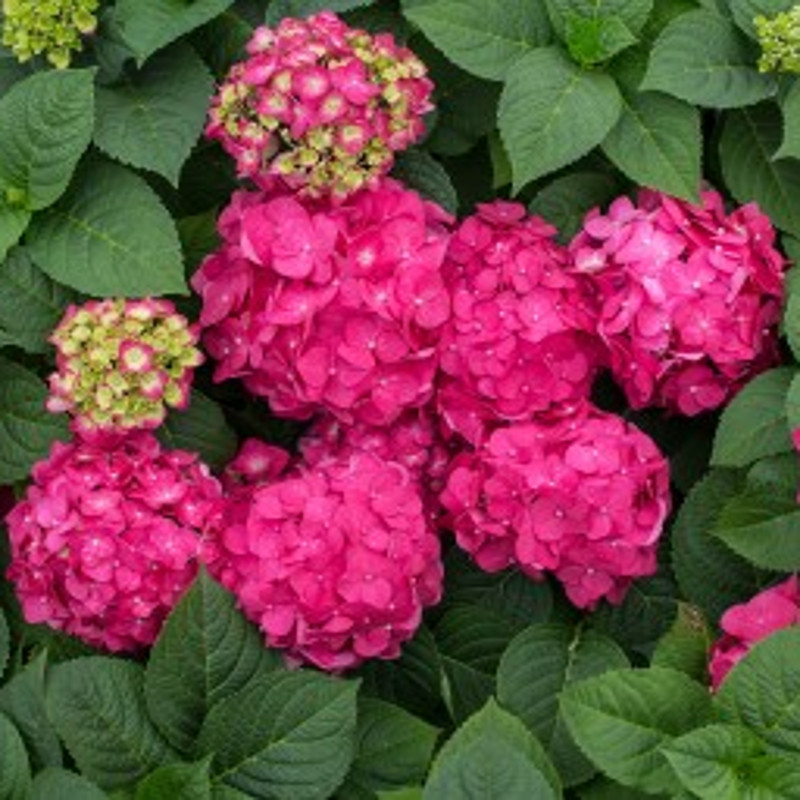 Endless Summer® Summer Crush Hydrangea Shop • Care • Info Plant Addicts