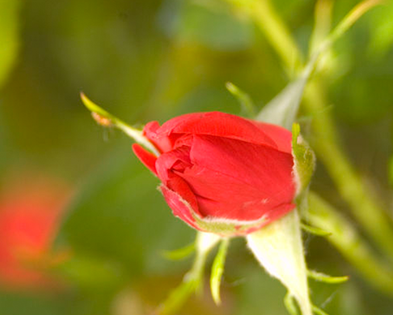 Masque de super-héros rose 