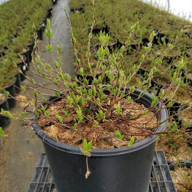 Plant Addicts Nikko Deutzia - Thumbnail 3