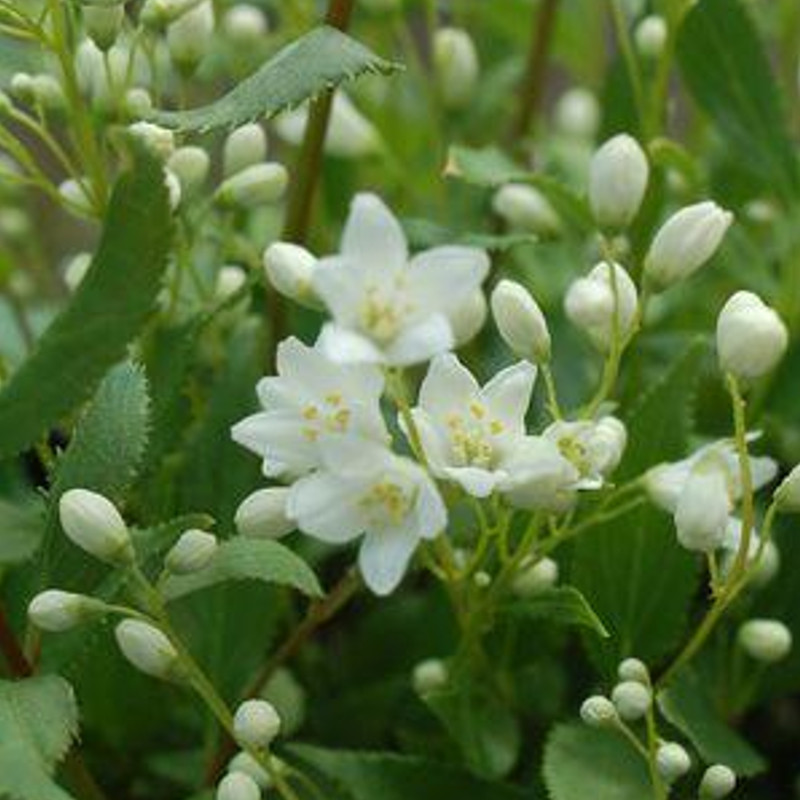 Plant Addicts Nikko Deutzia - Thumbnail 2