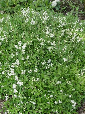 Plant Addicts Nikko Deutzia - Thumbnail 4