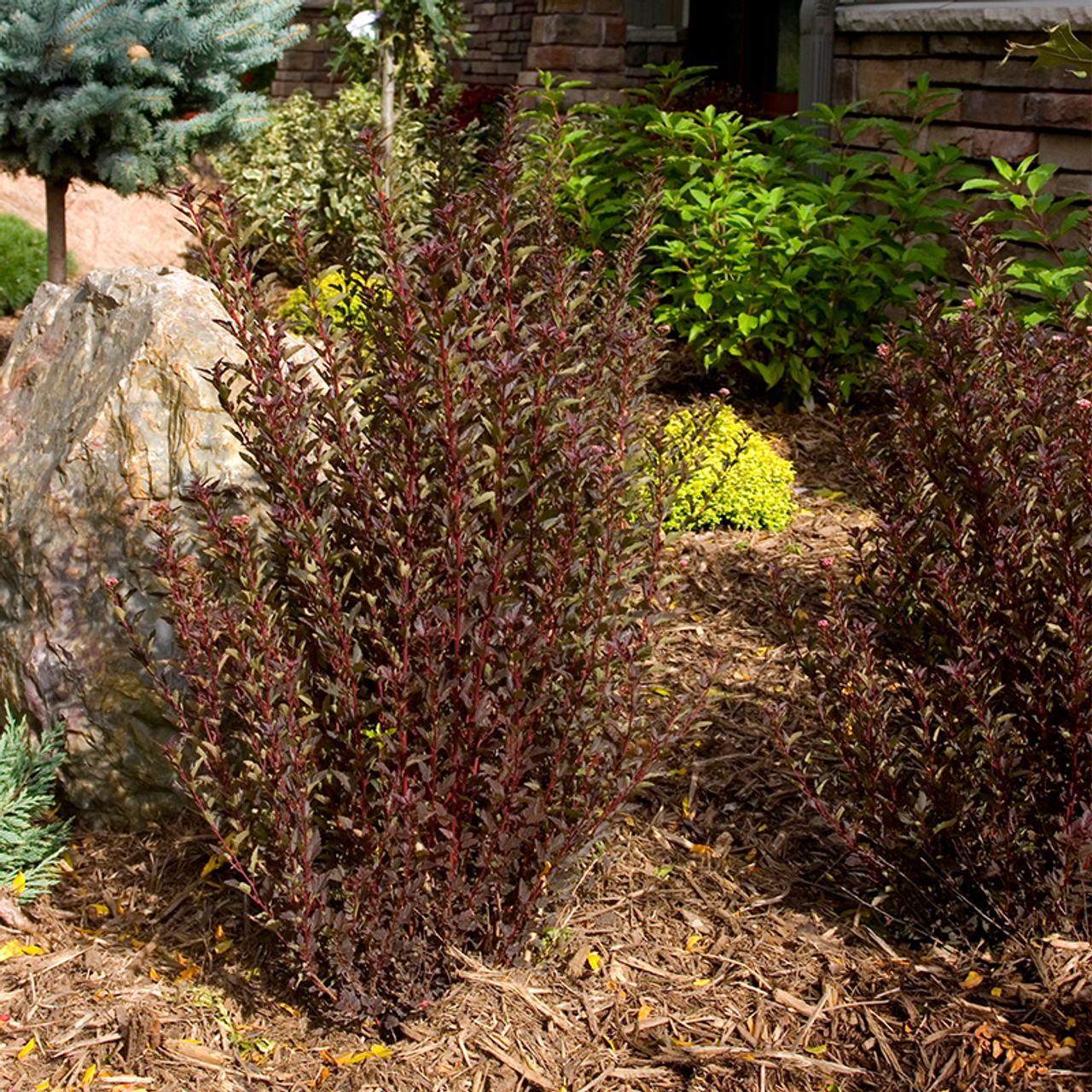 Image of Little Devil ninebark shrub