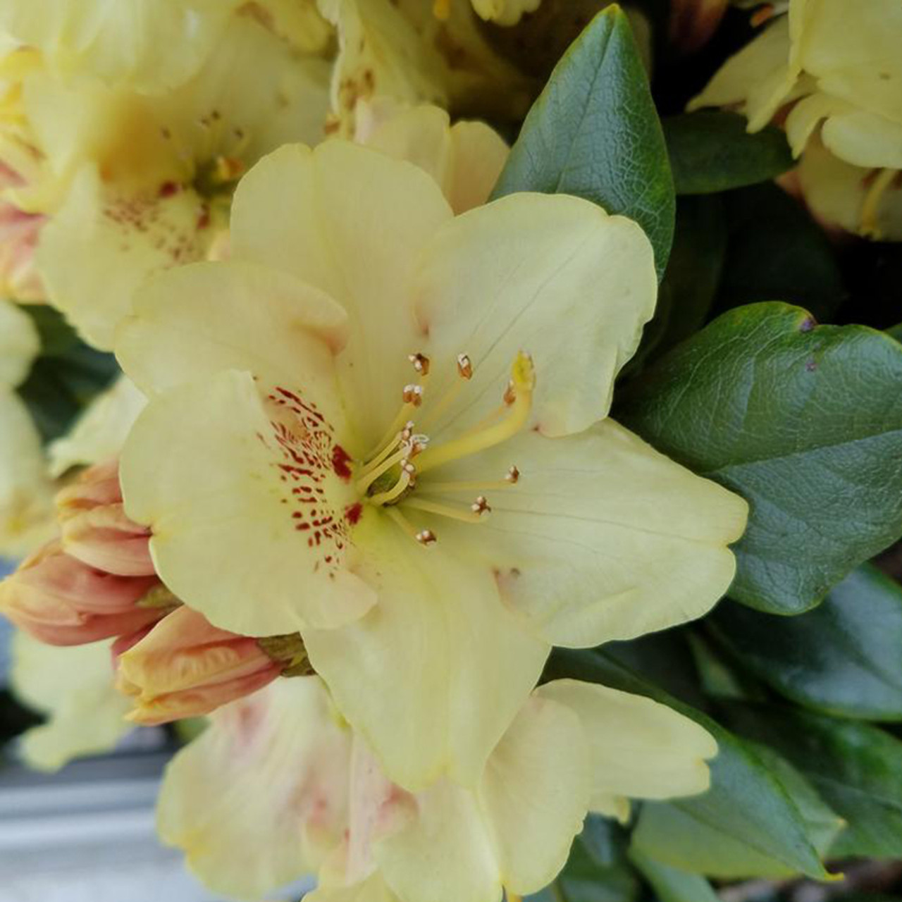 Rhododendron Flower Bouquet, 14 inch –