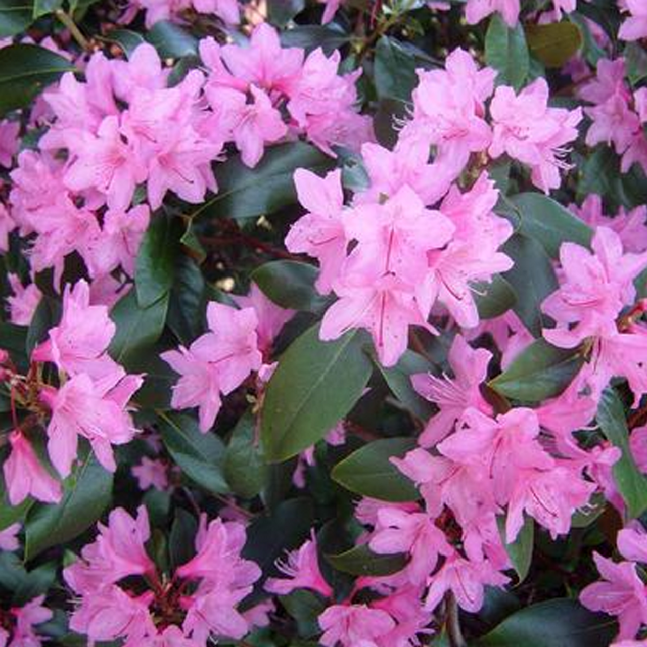 Pink Rhododendron | Plant Addicts