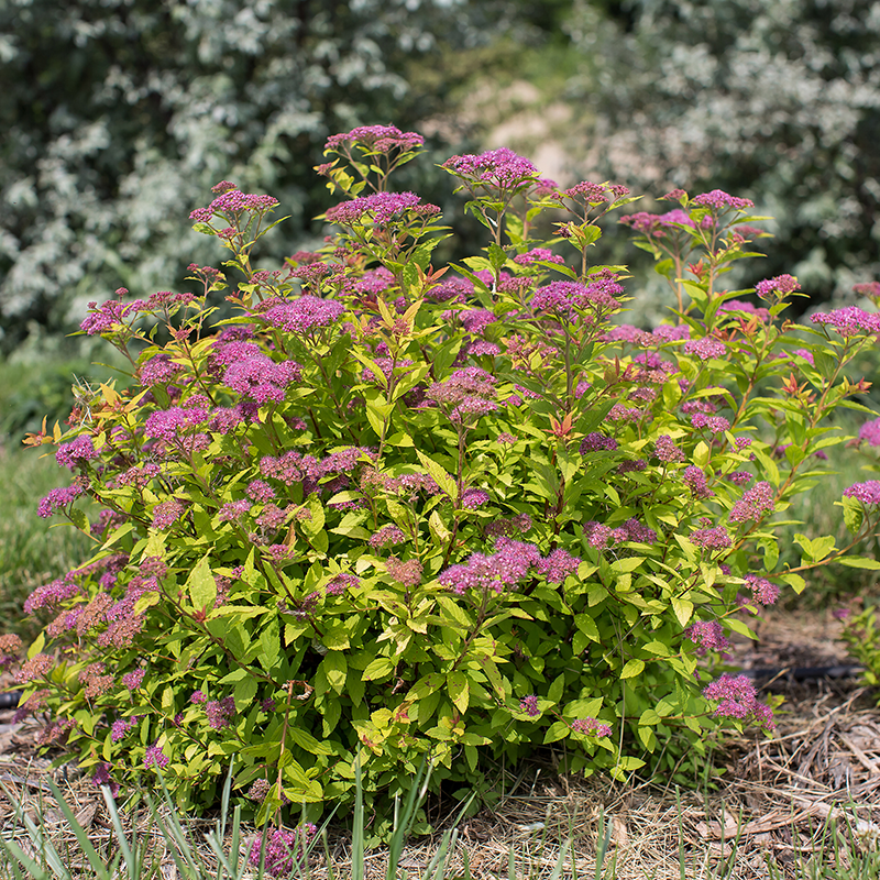 First Editions Plants Little Spark Spirea