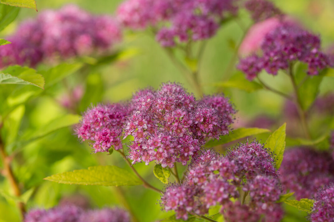 First Editions Plants Little Spark Spirea - Thumbnail 2