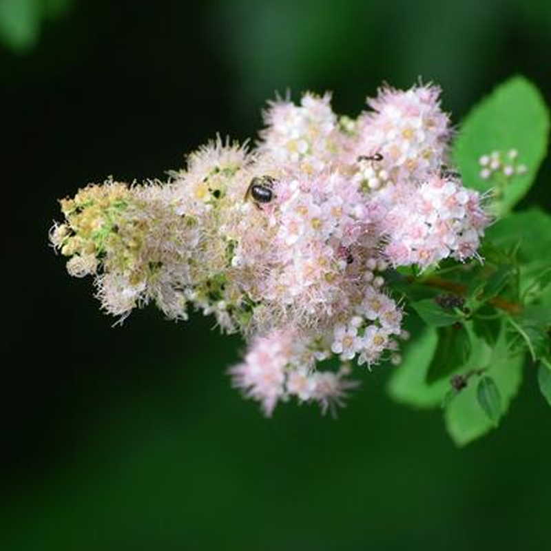 Image of White meadowsweet flower close-up