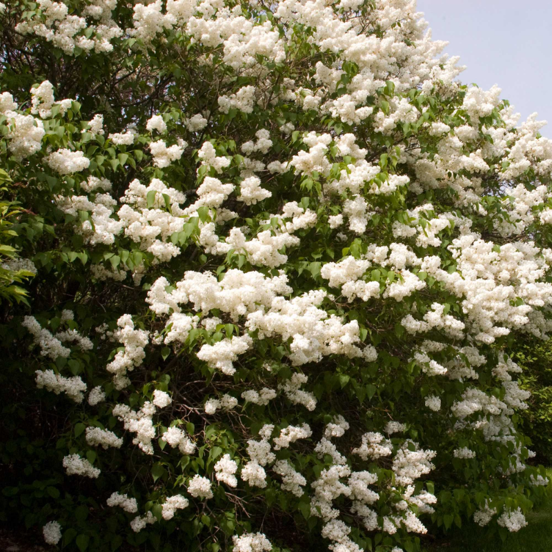 Image of Mt. Baker Lilac bush in full bloom