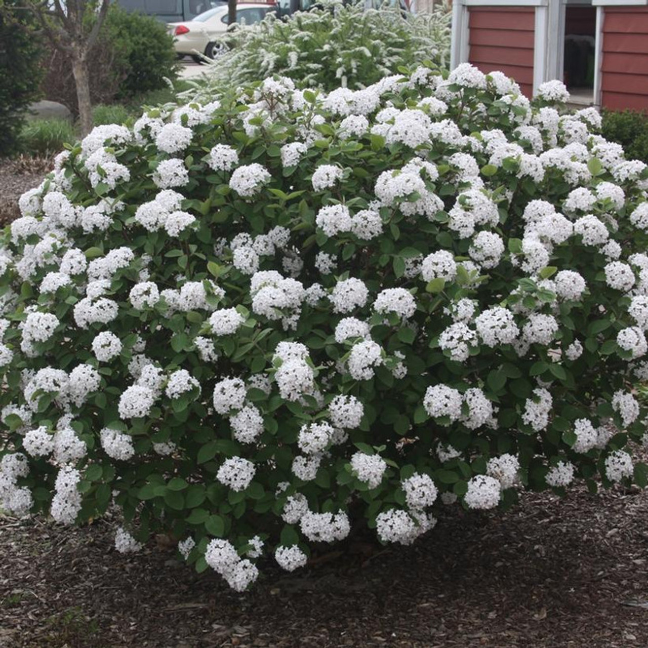 Image of Korean spice bush in bloom