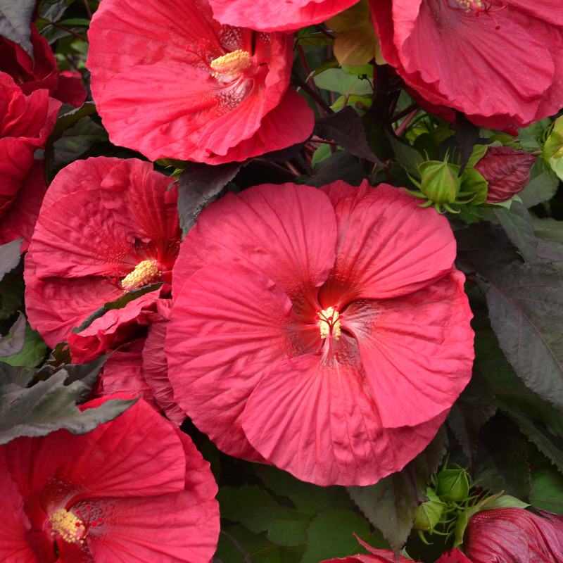 Mars Madness Hibiscus | Plant Addicts