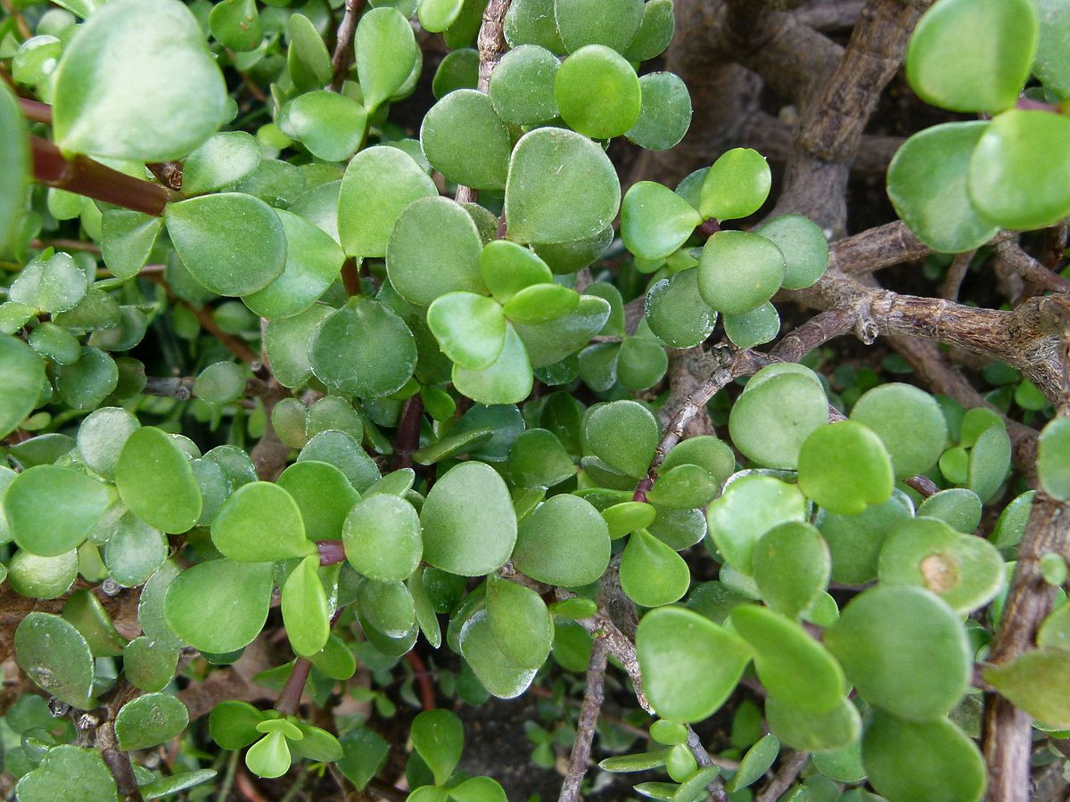 Plant Addicts Elephant Bush - Thumbnail 3