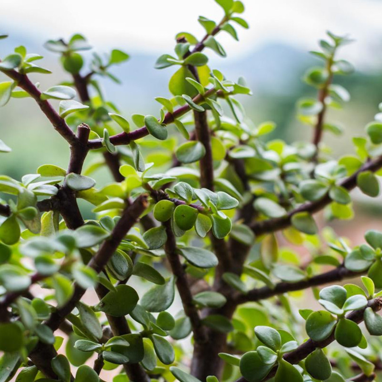 Elephant Bush Succulent Plant Addicts