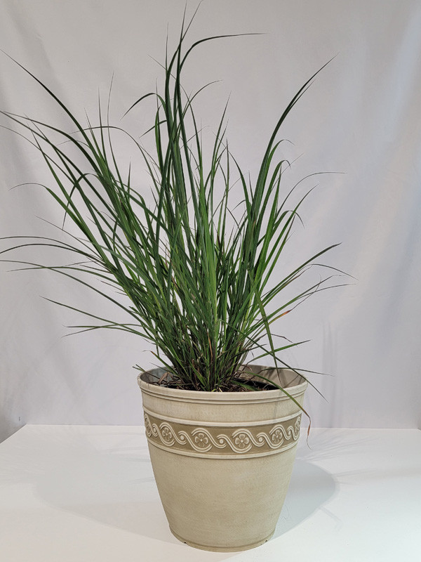 Plants that Work Blackhawks Big Bluestem Grass - Thumbnail 2