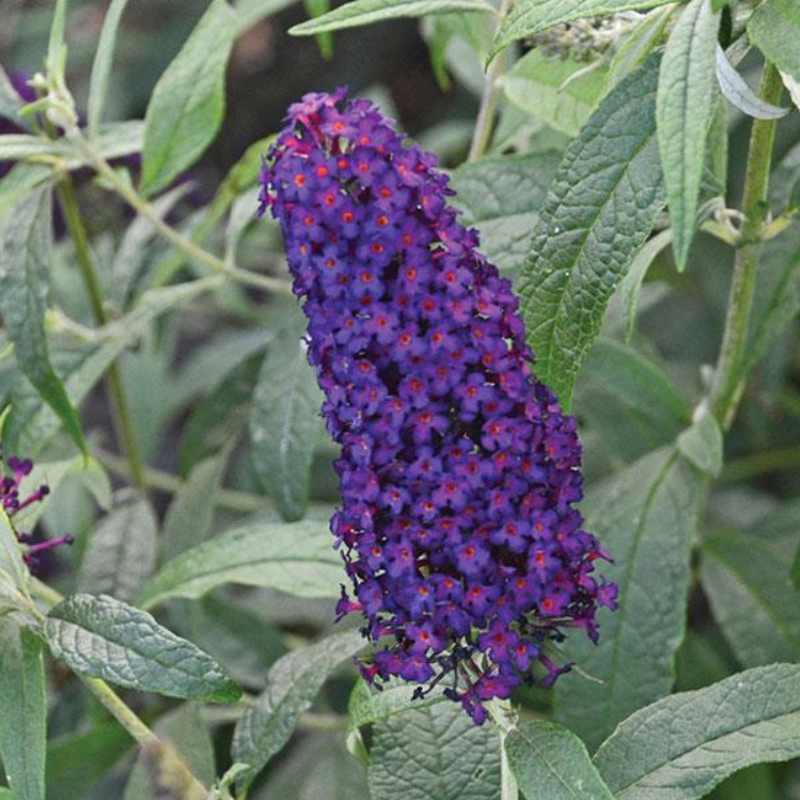 Plants that Work Monarch Dark Dynasty Butterfly Bush