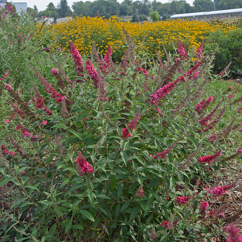 Plants that Work Monarch Prince Charming Butterfly Bush