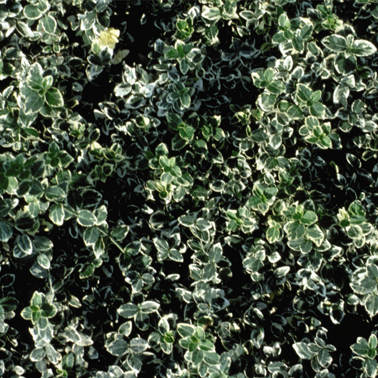 euonymus variegated ground cover