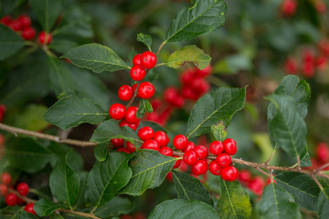 Wildfire™ Winterberry | Plant Addicts