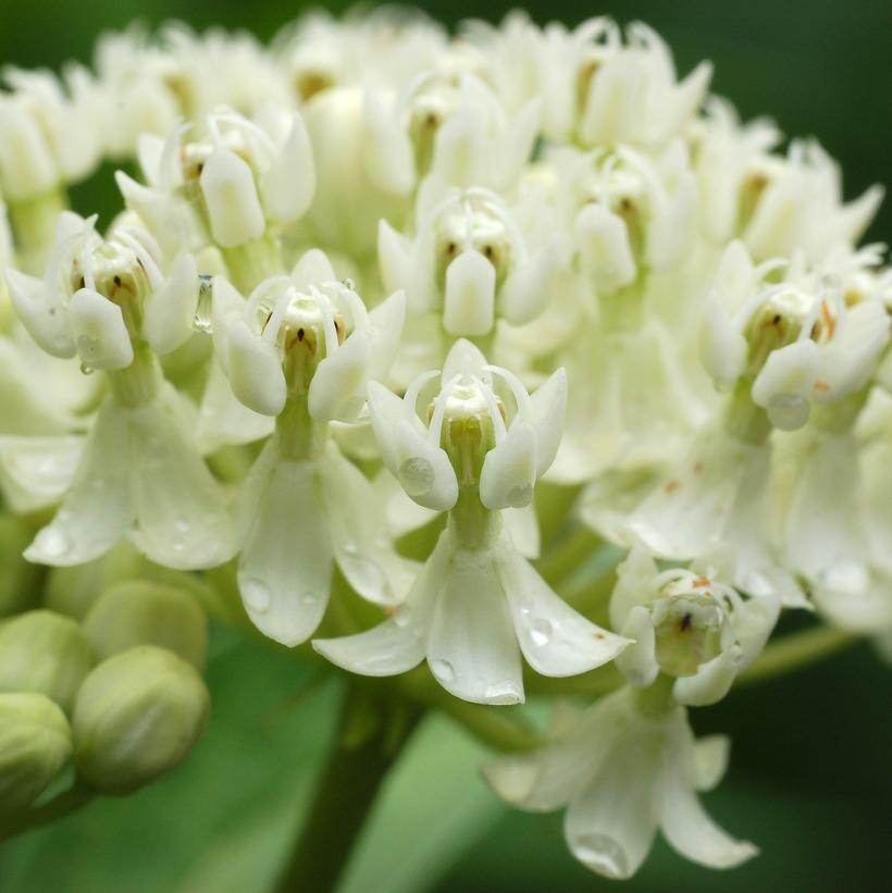 American Beauties Native Plants Asclepias incarnata Ice Ballet